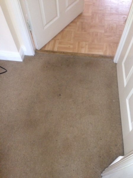 carpet cleaning before